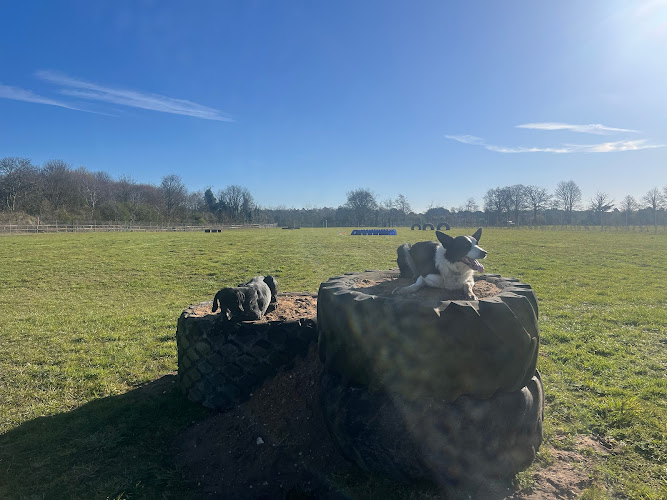 Warren Dog Park, Newmarket in Suffolk