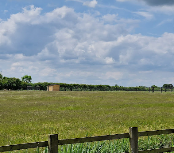 Wendlebury Walkies Dog Walking Fields, Wendlebury [REVIEW] in Oxfordshire