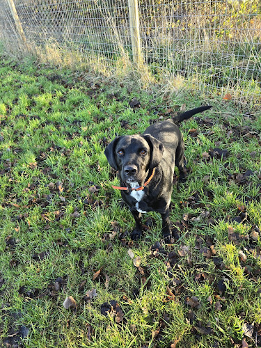 Westbrook Green Sensory Dog Park, Diss in Norwich