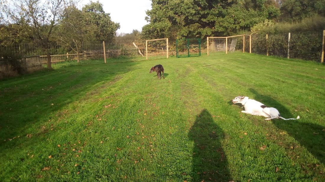 Westmead Kennels Secure Dog Field, Etwall in Derbyshire