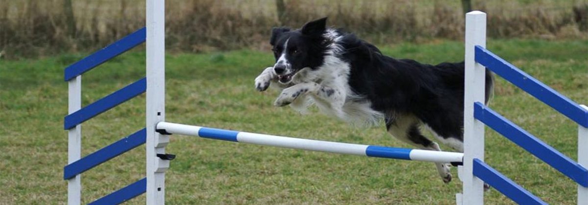 Wharfedale Doggy Play Park in Bradford