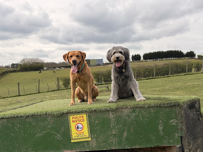 Who Let The Dogs Out, Felley in Nottinghamshire