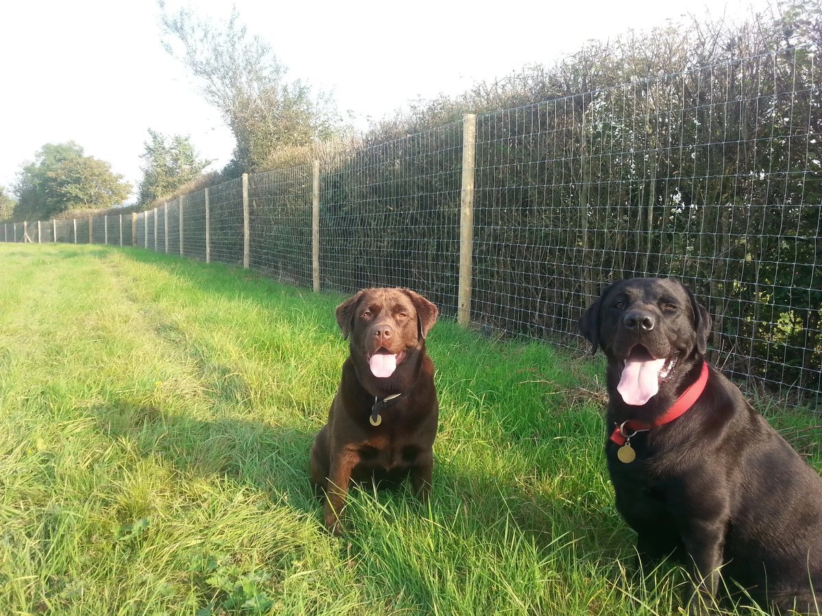 Widget’s Farm Secure Dog Field, Frome in Somerset