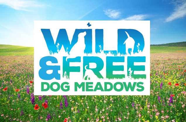 Wild & Free Dog Meadows, Fordingbridge - Buttercup Agility Meadow in South East