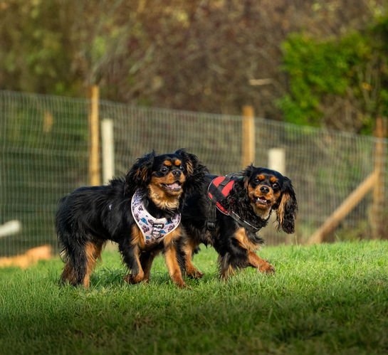 Wild River Dog Park, Ballynahinch in Newry, Mourne and Down