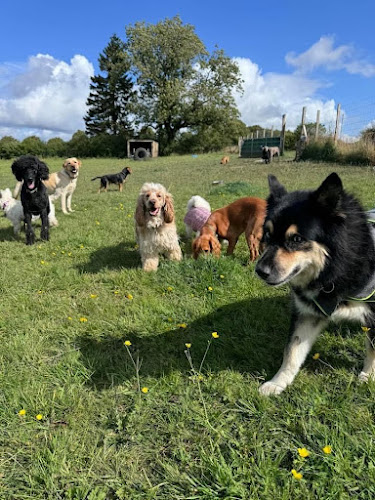 Wizard of Paws Stonehouse in Airdrie