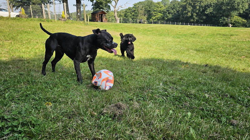Woodlands Paddock Dog Field, Burton on Trent in Staffordshire
