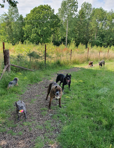 Woof and Tumble Secure Dog Fields, Horsforth in Leeds