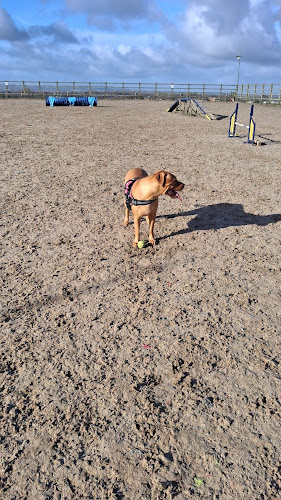 YOGI'S YARD in Airdrie