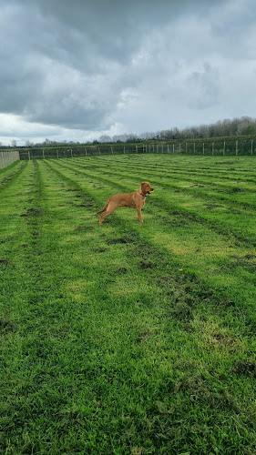 Yolk Farm Dog Walking Field, Boroughbridge in Harrogate
